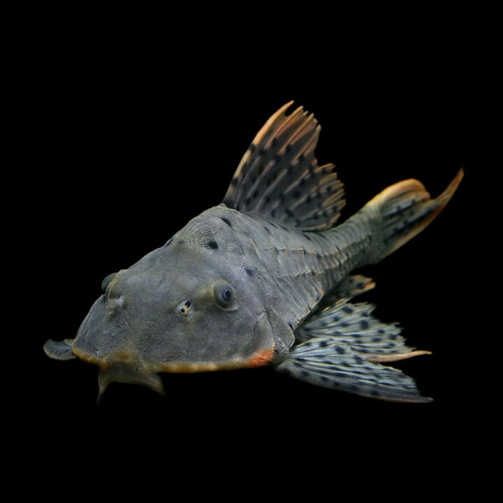雑誌で紹介された 熱帯魚 オレンジフィンアーマード プレコ １２ １８ｃｍ ワイルド １匹 北海道航空便要保温 沖縄別途送料 Shipsctc Org