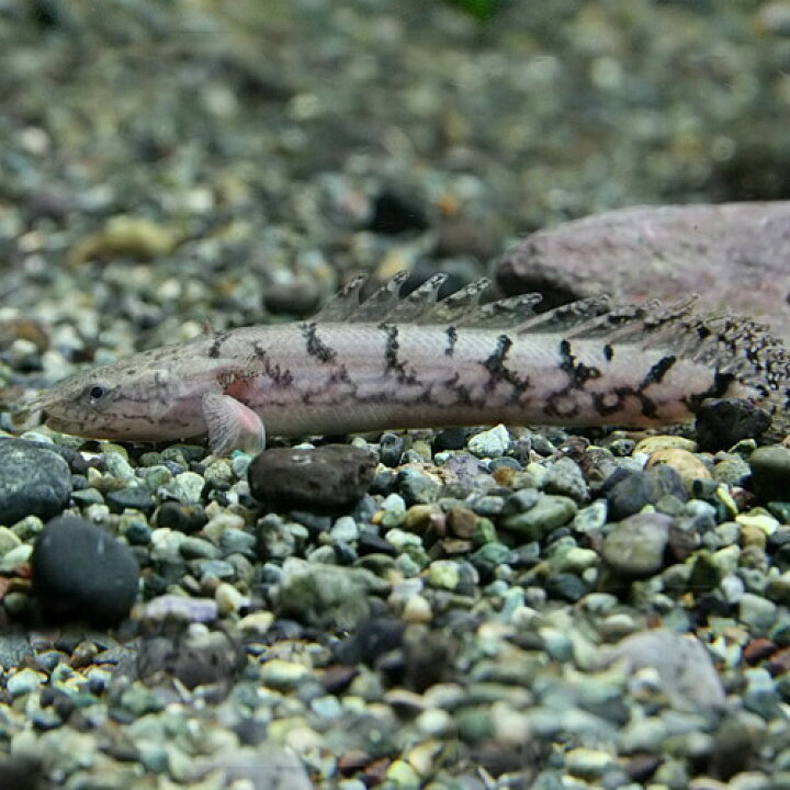楽天市場 熱帯魚 ポリプテルス デルヘッジィ 約６ ８cm １匹 水槽 熱帯魚 観賞魚 飼育 生体 通販 販売 アクアリウム あくありうむ 小型 ネオス 楽天市場店