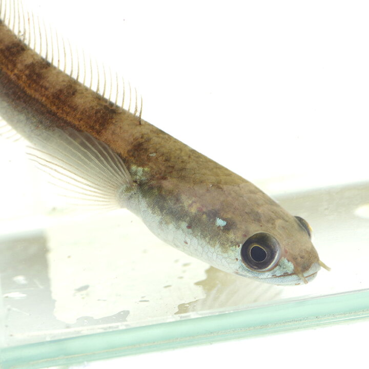 楽天市場】(熱帯魚)ロイヤルトーマン(センタルム産) (約6cm)(1匹 