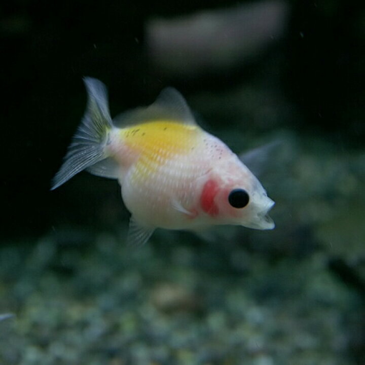 楽天市場 金魚 生体 桜ピンポンパール 国産 約１ ２cm １匹 Pin1 水槽 熱帯魚 観賞魚 飼育 生体 通販 販売 アクアリウム あくありうむ 小型 ネオス 楽天市場店