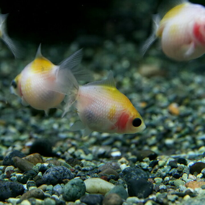 楽天市場 金魚 生体 桜ピンポンパール 国産 約１ ２cm １匹 Pin1 水槽 熱帯魚 観賞魚 飼育 生体 通販 販売 アクアリウム あくありうむ 小型 ネオス 楽天市場店