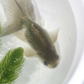 国産　津軽錦（約12cm）(1匹)