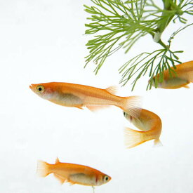 （めだか）楊貴妃メダカ　（約2cm）（4匹）【水槽/熱帯魚/観賞魚/飼育】【生体】【通販/販売】【アクアリウム/あくありうむ】【小型】