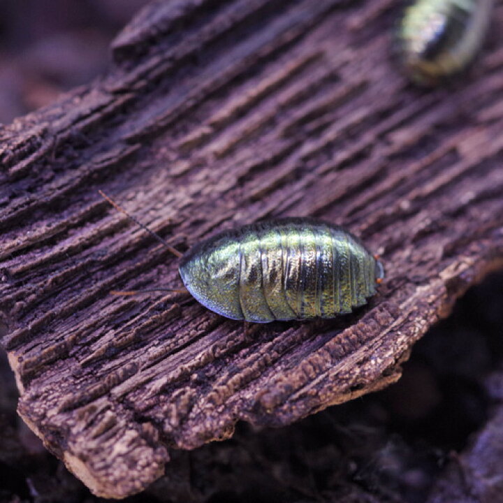 楽天市場】(昆虫)激珍 ニジイロゴキブリ 約1cm（1匹） 【代引き不可 