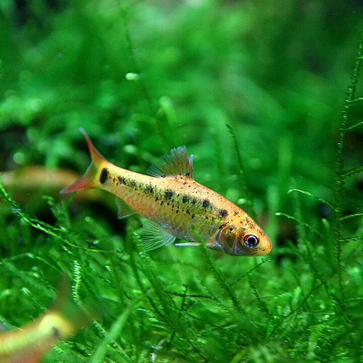 楽天市場 熱帯魚 生体 ゴールデンバルブ 約２cm ５匹 水槽 熱帯魚 観賞魚 飼育 生体 通販 販売 アクアリウム あくありうむ 小型 ネオス 楽天市場店