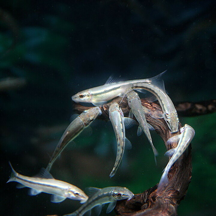 楽天市場 熱帯魚 生体 アルジイーター 約４cm ３匹 水槽 熱帯魚 観賞魚 飼育 生体 通販 販売 アクアリウム あくありうむ 小型 ネオス 楽天市場店