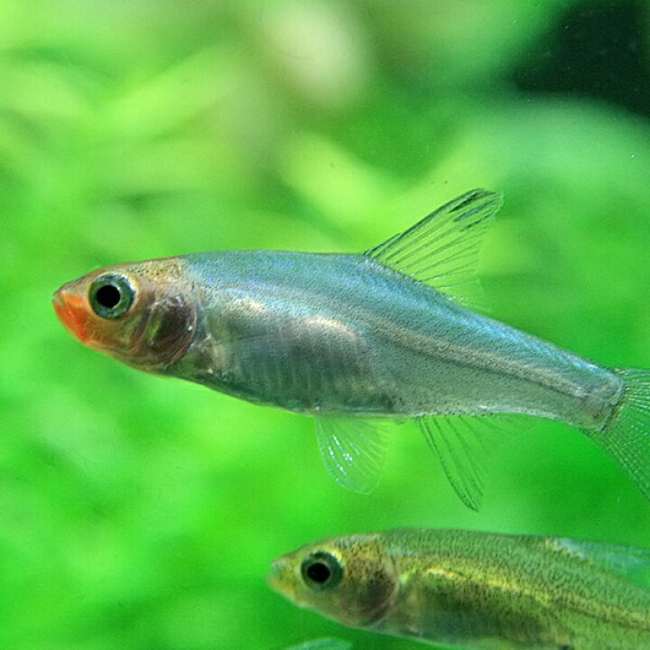 楽天市場】(熱帯魚 生体)レッドフィンレッドノーズ （約3cm）（1匹 