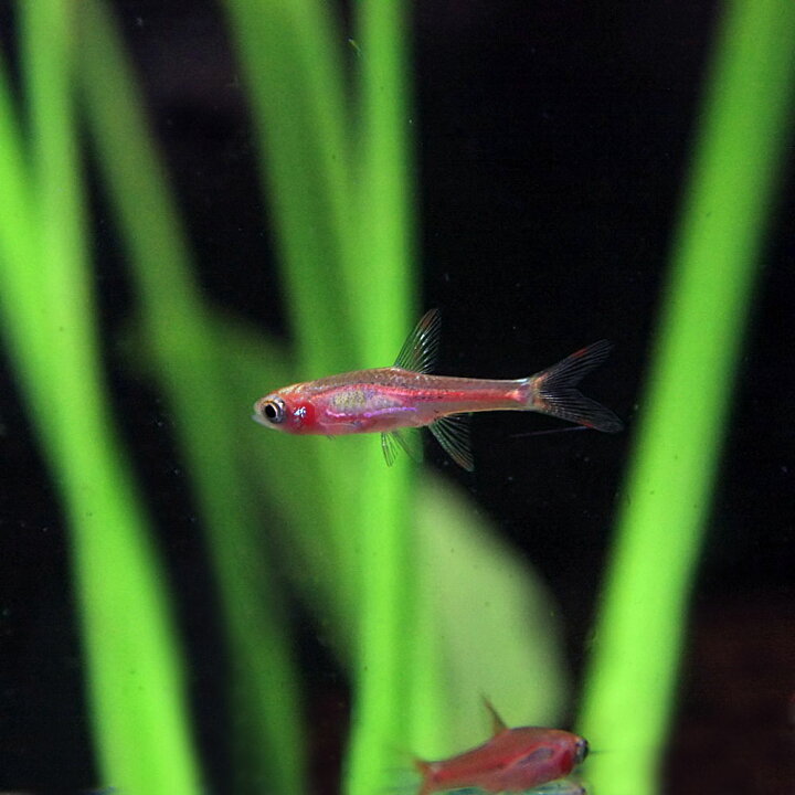 楽天市場 熱帯魚 生体 ボララス ブリジッタエ 約１ ５cm ６匹 超小型 種 水槽 熱帯魚 観賞魚 飼育 生体 通販 販売 アクアリウム あくありうむ 小型 ネオス 楽天市場店