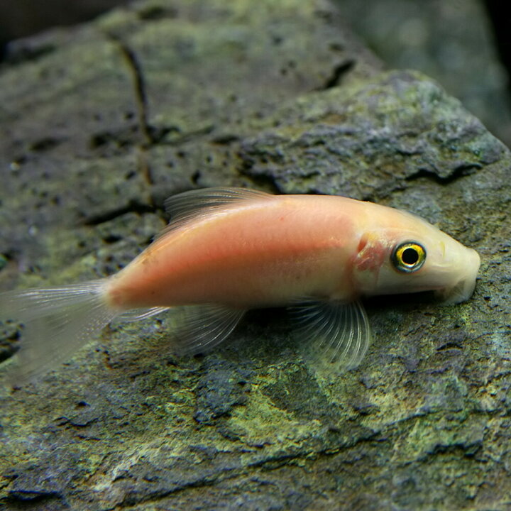 楽天市場 熱帯魚 生体 バルーンゴールデンアルジイーター 約３cm １匹 水槽 熱帯魚 観賞魚 飼育 生体 通販 販売 アクアリウム あくありうむ 小型 ネオス 楽天市場店
