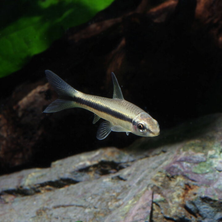 楽天市場 熱帯魚 生体 サイアミーズフライングフォックス 約４ ５cm ５匹 水槽 熱帯魚 観賞魚 飼育 生体 通販 販売 アクアリウム あくありうむ 小型 ネオス 楽天市場店