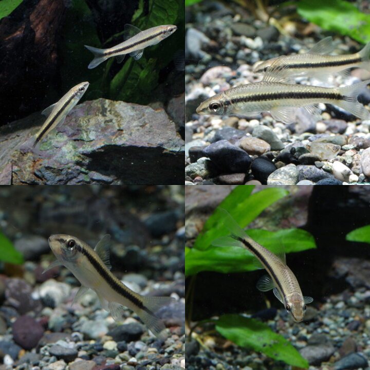 楽天市場 ネオスセール 熱帯魚 生体 サイアミーズフライングフォックス 約４ ５cm ５匹 ネオス 楽天市場店