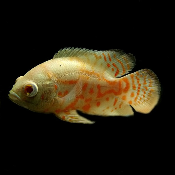 楽天市場】(熱帯魚 生体)アルビノタイガーオスカー （約4-5cm)(1匹 