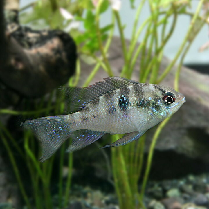 楽天市場 熱帯魚 生体 アピスト ラミレジィ 約３cm １匹 水槽 熱帯魚 観賞魚 飼育 生体 通販 販売 アクアリウム あくありうむ 小型 ネオス 楽天市場店