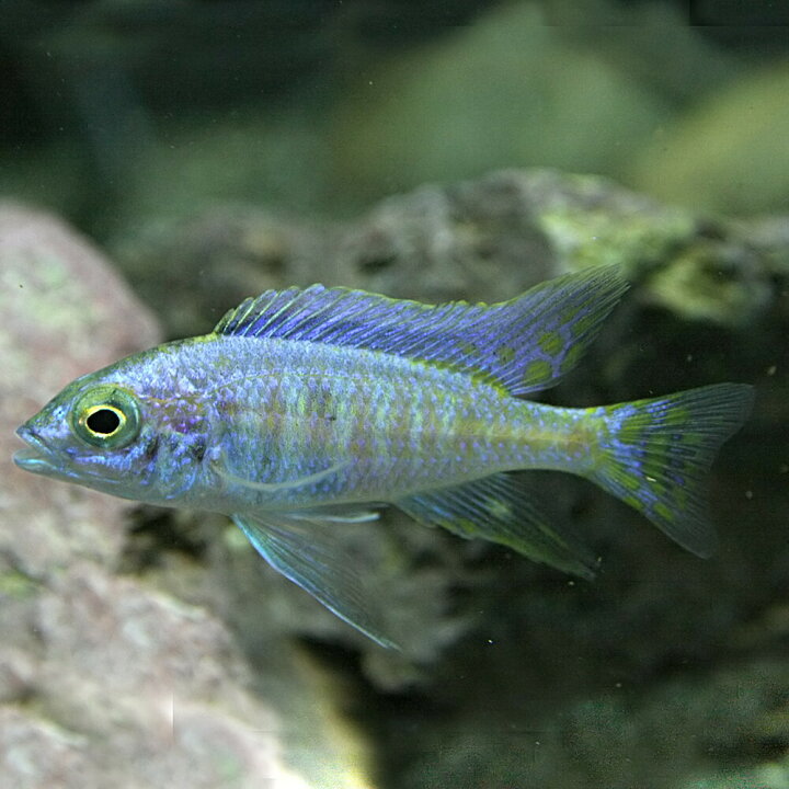 楽天市場】(熱帯魚 生体)コパディクロミス クリソノータス （約3-4cm 