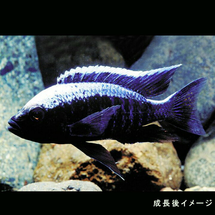 楽天市場】(熱帯魚 生体)コパディクロミス クリソノータス （約3-4cm 
