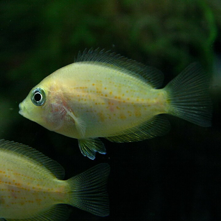 楽天市場 熱帯魚 生体 オレンジクロマイド 約３ ４cm １匹 水槽 熱帯魚 観賞魚 飼育 生体 通販 販売 アクアリウム あくありうむ 小型 ネオス 楽天市場店