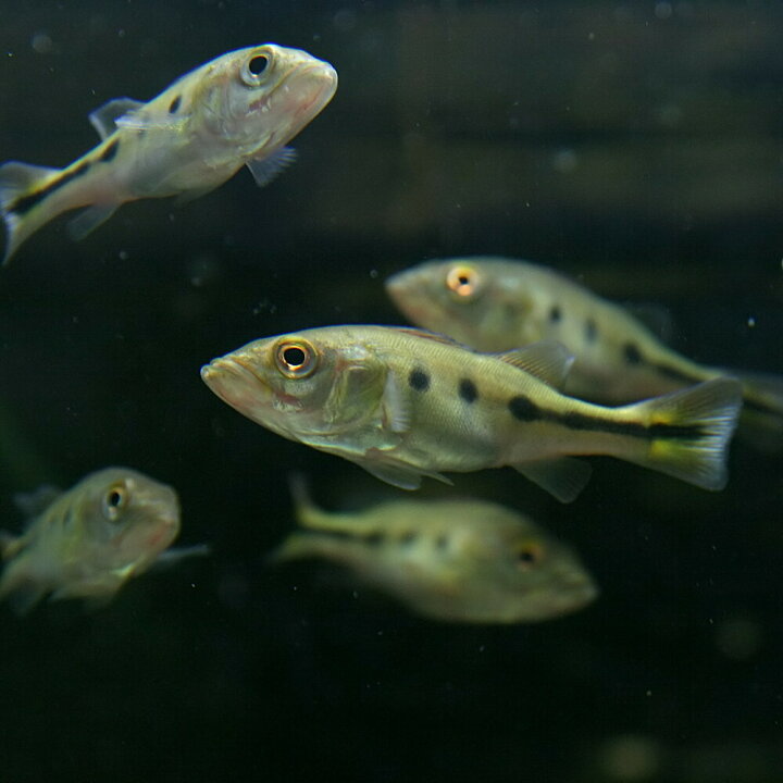 楽天市場】(熱帯魚 生体)キクラ オセ ラリス アダ パボ 産（約5-9cm 