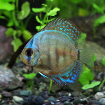 楽天市場】観賞魚（種（観賞魚）ディスカス,エンゼルフィッシュ 