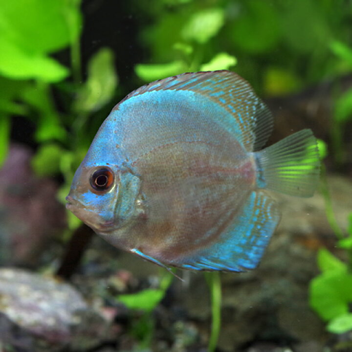 楽天市場 熱帯魚 ディスカス マリンブルーディスカス タイ産 約３ ５cm １匹 水槽 熱帯魚 観賞魚 飼育 生体 通販 販売 アクアリウム あくありうむ 小型 ネオス 楽天市場店