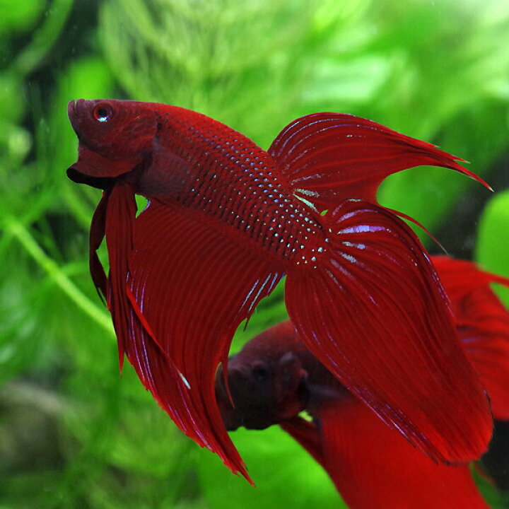 楽天市場 熱帯魚 生体 ベタ トラディショナル オス 赤系 約５cm １匹 水槽 熱帯魚 観賞魚 飼育 生体 通販 販売 アクアリウム あくありうむ 小型 ネオス 楽天市場店