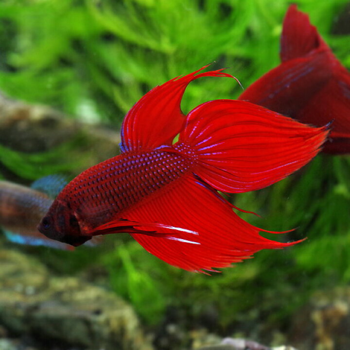 楽天市場 熱帯魚 生体 ベタ トラディショナル オス 赤系 約５cm １匹 水槽 熱帯魚 観賞魚 飼育 生体 通販 販売 アクアリウム あくありうむ 小型 ネオス 楽天市場店
