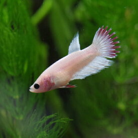 (熱帯魚 生体)ベタ　クラウンテール　色おまかせ　メス ♀　（約2-3cm）（1匹）