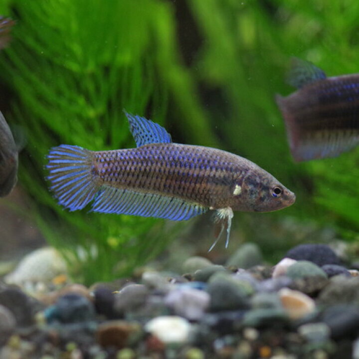 新作通販 熱帯魚 ベタ プラガット オス 色おまかせ 約3cm 1匹 Shipsctc Org