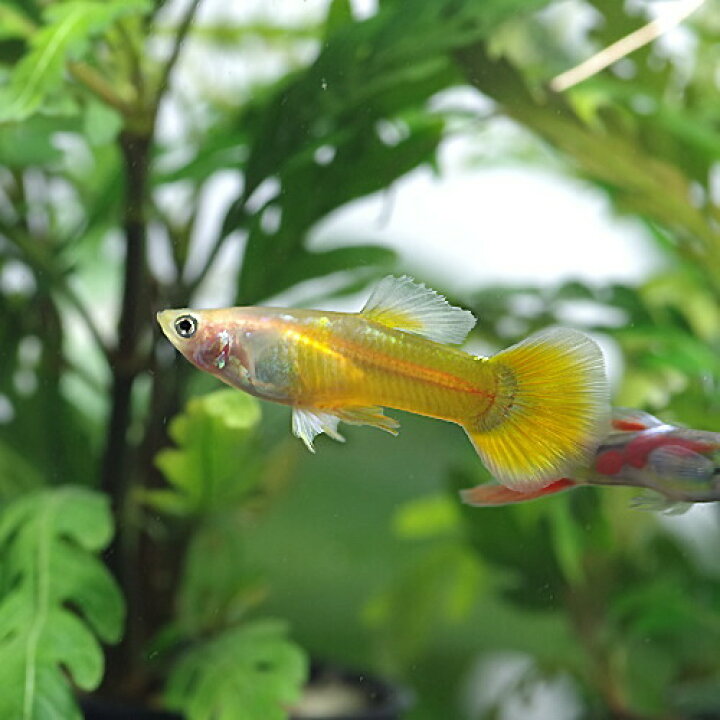 楽天市場 熱帯魚 生体 パイナップルグッピー 外国産 約３cm ３ペア 水槽 熱帯魚 観賞魚 飼育 生体 通販 販売 アクアリウム あくありうむ 小型 ネオス 楽天市場店