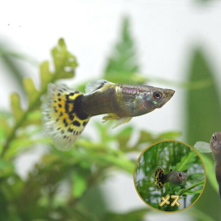 日本正規品 熱帯魚 オススメ ミックスグッピー 外国産 約3cm 10ペア Shipsctc Org
