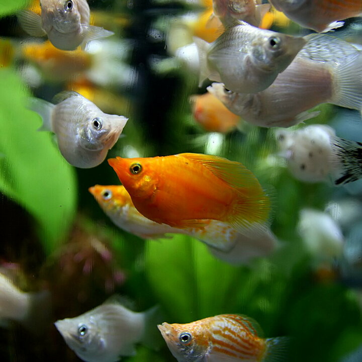楽天市場 熱帯魚 生体 ミックスバルーンモーリー 約２ ３cm ２０匹 水槽 熱帯魚 観賞魚 飼育 生体 通販 販売 アクアリウム あくありうむ 小型 ネオス 楽天市場店