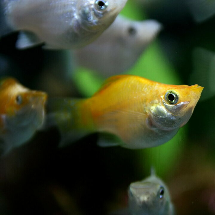 楽天市場 熱帯魚 生体 ミックスバルーンモーリー 約２ ３cm ４匹 水槽 熱帯魚 観賞魚 飼育 生体 通販 販売 アクアリウム あくありうむ 小型 ネオス 楽天市場店