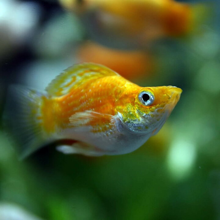 楽天市場 熱帯魚 生体 ミックスバルーンモーリー 約２ ３cm ４匹 水槽 熱帯魚 観賞魚 飼育 生体 通販 販売 アクアリウム あくありうむ 小型 ネオス 楽天市場店