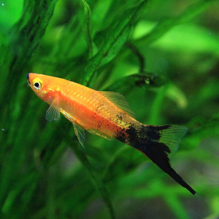 楽天市場 熱帯魚 生体 ソードテール ミックス 約３ ４cm ５匹 Tropical Fish 水槽 熱帯魚 観賞魚 飼育 生体 通販 販売 アクアリウム あくありうむ 小型 ネオス 楽天市場店