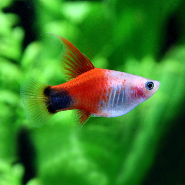 楽天市場 熱帯魚 ハイフィン レッドバック ミッキーマウスプラティ 約３ｃｍ ３匹 水槽 熱帯魚 観賞魚 飼育 生体 通販 販売 アクアリウム あくありうむ 小型 ネオス 楽天市場店
