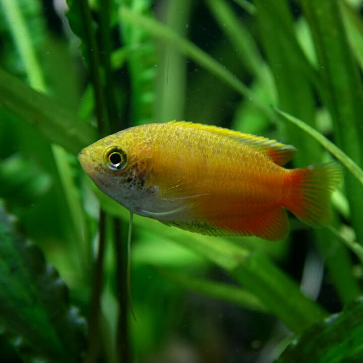 楽天市場 熱帯魚 生体 ゴールデンハニードワーフグラミー 約２cm ３匹 水槽 熱帯魚 観賞魚 飼育 生体 通販 販売 アクアリウム あくありうむ 小型 ネオス 楽天市場店