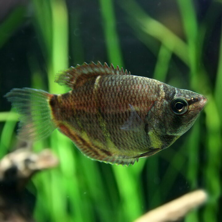 楽天市場 熱帯魚 生体 チョコレートグラミー 約２ ３cm １匹 水槽 熱帯魚 観賞魚 飼育 生体 通販 販売 アクアリウム あくありうむ 小型 ネオス 楽天市場店