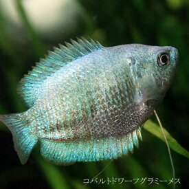 (熱帯魚 生体)コバルトドワーフグラミー　メス ♀ （約3-4cm）（1匹）【水槽/熱帯魚/観賞魚/飼育】【生体】【通販/販売】【アクアリウム/あくありうむ】【小型】