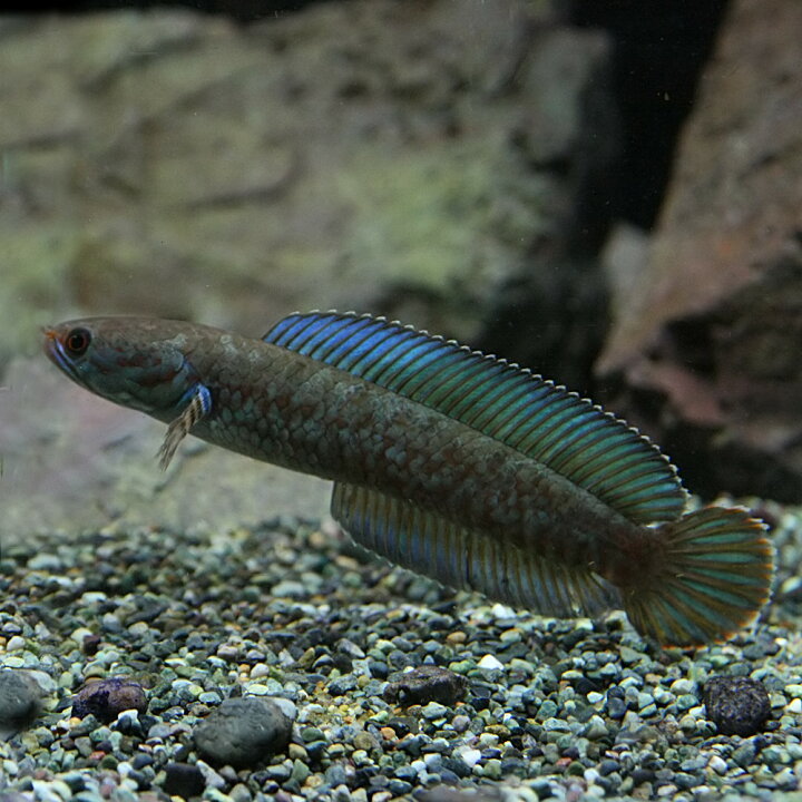 楽天市場 熱帯魚 生体 ブルーレインボースネークヘッド 約5 8cm １匹 水槽 熱帯魚 観賞魚 飼育 生体 通販 販売 アクアリウム あくありうむ 小型 ネオス 楽天市場店