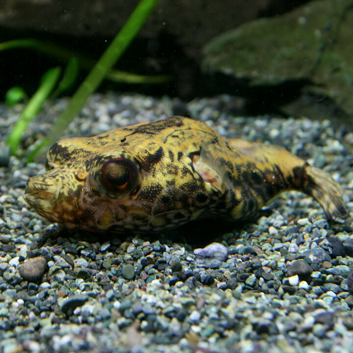 楽天市場】(熱帯魚 生体)インドシナレオパードパファー （約6cm）（1 