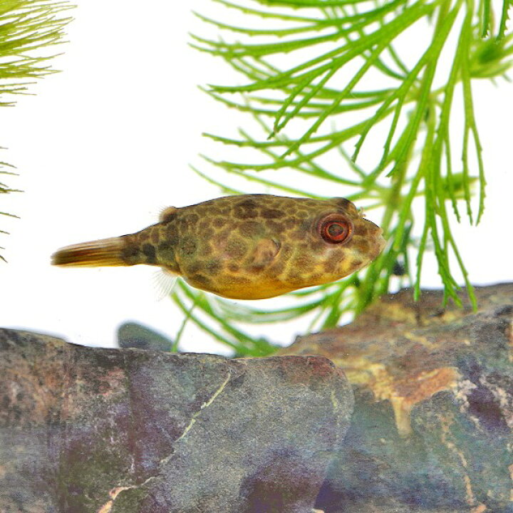 楽天市場】(熱帯魚 生体)テトラオドン・ショウテデニィ （約6cm）（1 