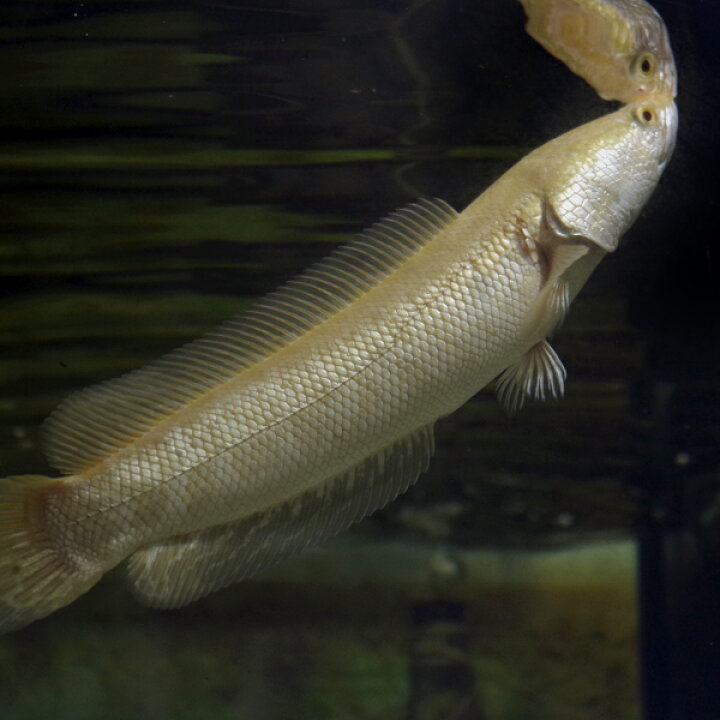 楽天市場】(熱帯魚 生体)ゴールデンカムルチー アルビノ個体 黄金雷魚 