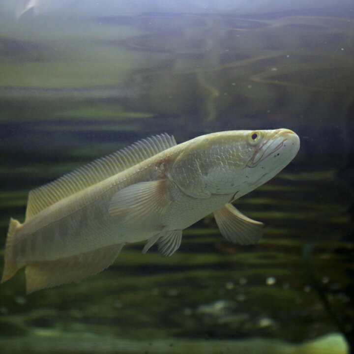 楽天市場】(熱帯魚 生体)ゴールデンカムルチー アルビノ個体 黄金雷魚 