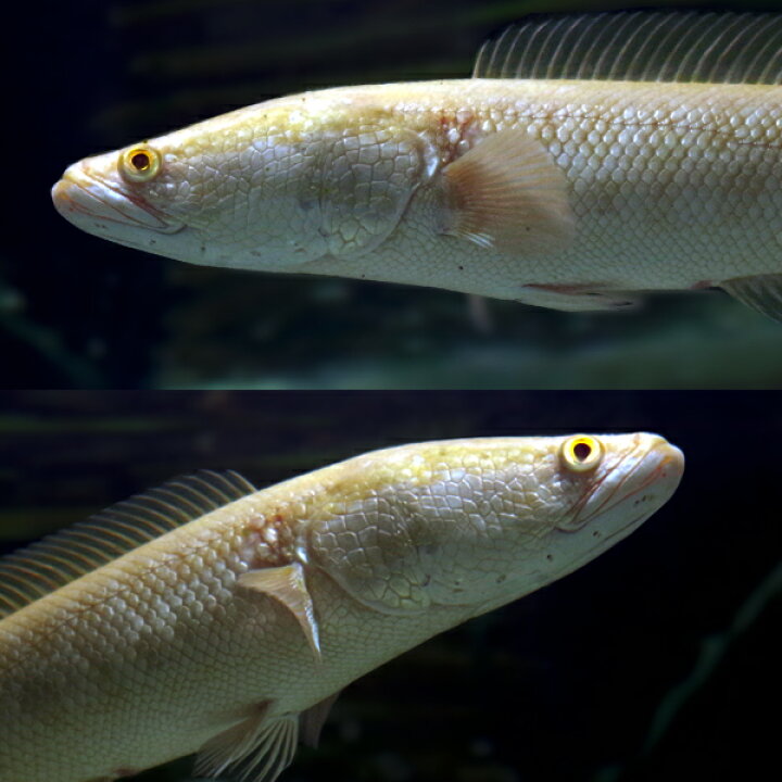 楽天市場】(熱帯魚 生体)ゴールデンカムルチー アルビノ個体 黄金雷魚 