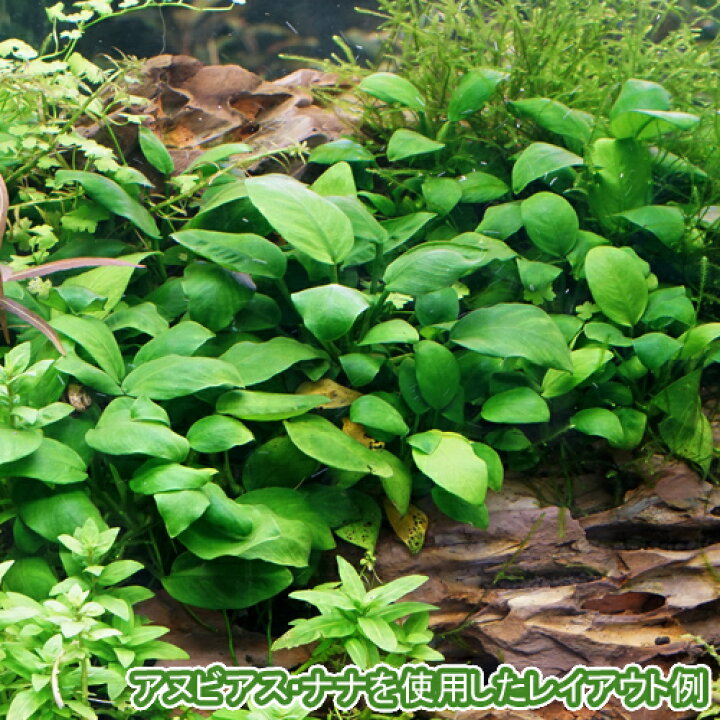 楽天市場 水草 オススメ アヌビアス ナナ ポット ２ポット 水槽 熱帯魚 観賞魚 飼育 生体 通販 販売 アクアリウム あくありうむ 小型 ネオス 楽天市場店