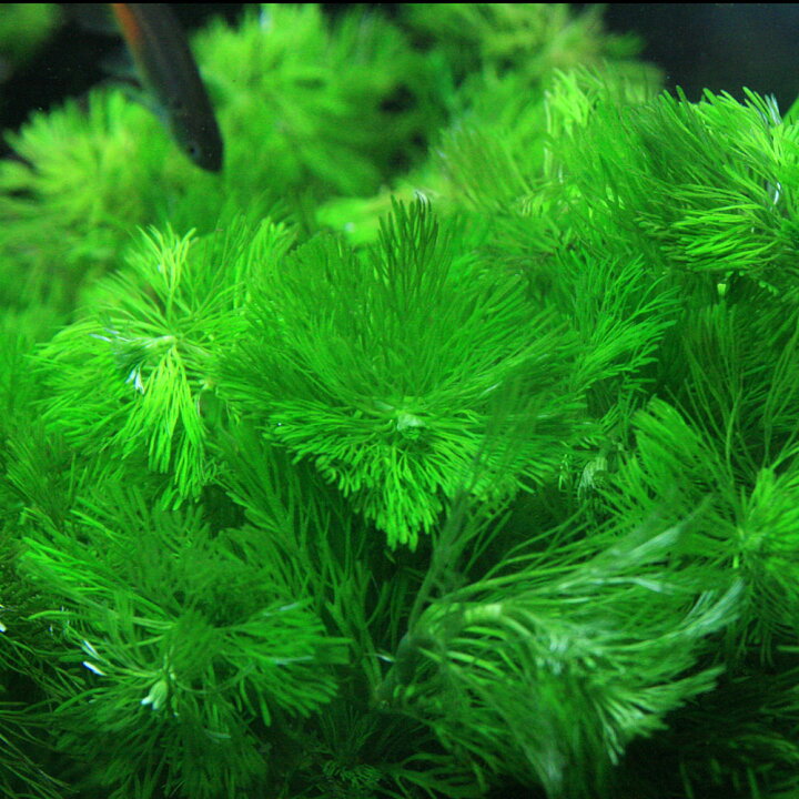楽天市場 水草 カボンバ 金魚藻 １０本 水槽 熱帯魚 観賞魚 飼育 生体 通販 販売 アクアリウム あくありうむ 小型 ネオス 楽天市場店