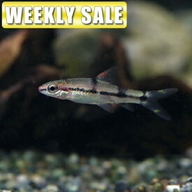 楽天市場 鯛 1匹 観賞魚の生態環境熱帯 の通販