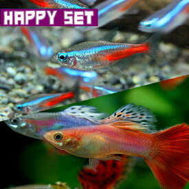 (熱帯魚 生体)【ハッピーセット】ネオンテトラ（SMサイズ約1.5-2cm）(10匹) ＋ ミックスグッピー（約3cm)(2ペア)【水槽/熱帯魚/観賞魚/飼育】【生体】【通販/販売】【アクアリウム/あくありうむ】【小型】