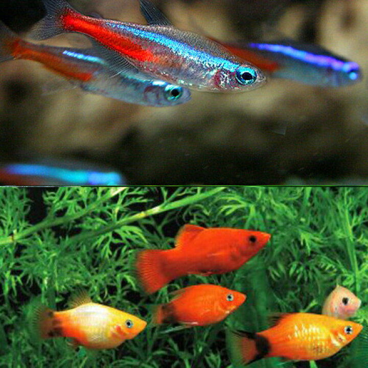 楽天市場 熱帯魚 ネオンテトラ ｓｍサイズ 約１ ５ ２cm １０匹 ミックス プラティ 約３ ３ ５cm ４匹 水槽 熱帯魚 観賞魚 飼育 生体 通販 販売 アクアリウム あくありうむ 小型 ネオス 楽天市場店