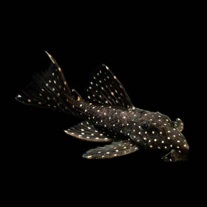 楽天市場】(熱帯魚 生体)スーパーブラックドラゴンスタークラウン 