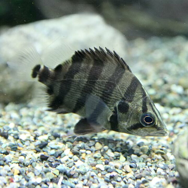 楽天市場 熱帯魚 生体 シックスバンドナンダス 約4cm 1匹 水槽 熱帯魚 観賞魚 飼育 生体 通販 販売 アクアリウム あくありうむ 小型 ネオス 楽天市場店 楽天市場 熱帯魚 生体 シックスバンドナンダス 約4cm 1匹 水槽 熱帯魚 観賞魚 飼育 生体 通販 販売 アクアリウム あくありうむ 小型 ネオス 楽天市場店